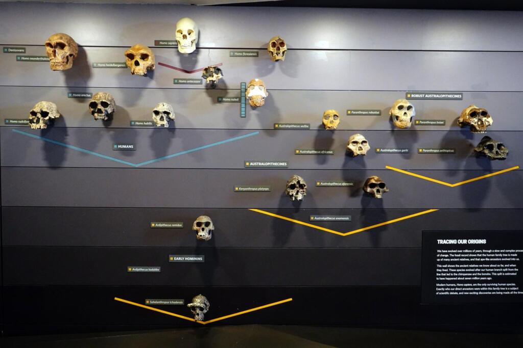 Tracing Origins (Natural History Museum London) © Foto: Johannes Paulmann